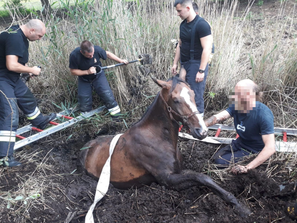 Wyciąganie konia z bagna