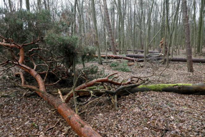 Trzy osoby przygniecione przez drzewo, w tym 10-miesięczne dziecko. Dramat podczas szukania jajek