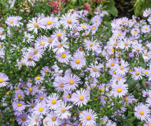 Aster nowoangielski