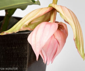 Medinilla