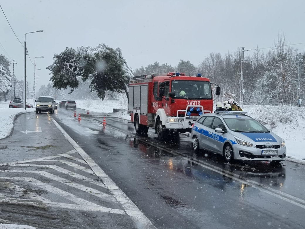 Pomnik przyrody przegrał z naturą. Słynna Sosna Falenicka złamała się pod zwałami śniegu