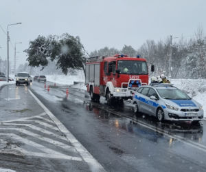 Pomnik przyrody przegrał z naturą. Słynna Sosna Falenicka złamała się pod zwałami śniegu