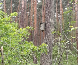 Drzewo miało iść pod topór. Uratował je ptak mniejszy od wróbla