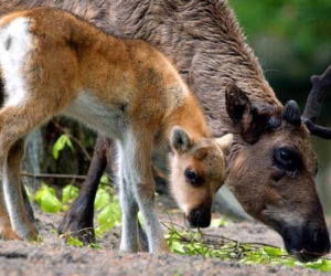 Te zwierzaki zrobią Ci dzień! Zoo w Eberswalde zaledwie godzinę drogi od Szczecina [ZDJĘCIA]