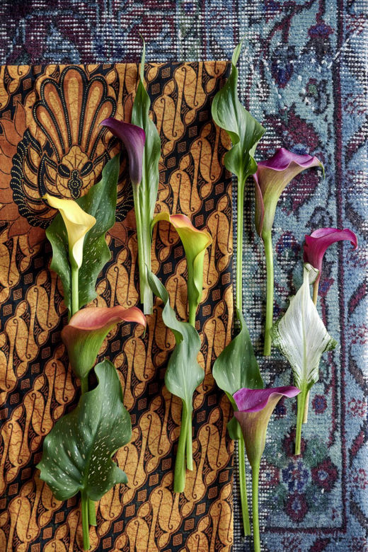 Kalia (Zantedeschia) 