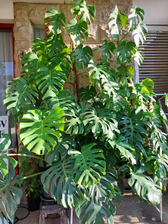 Monstera w donicy na tarasie 
