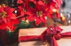 To nieodłączny symbol Bożego Narodzenia. Niewielu wie, że jest toksyczna
