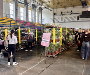 W Radomiu trwa Festiwal Roślin. Impreza w hali przy ul. Narutowicza potrwa do jutra