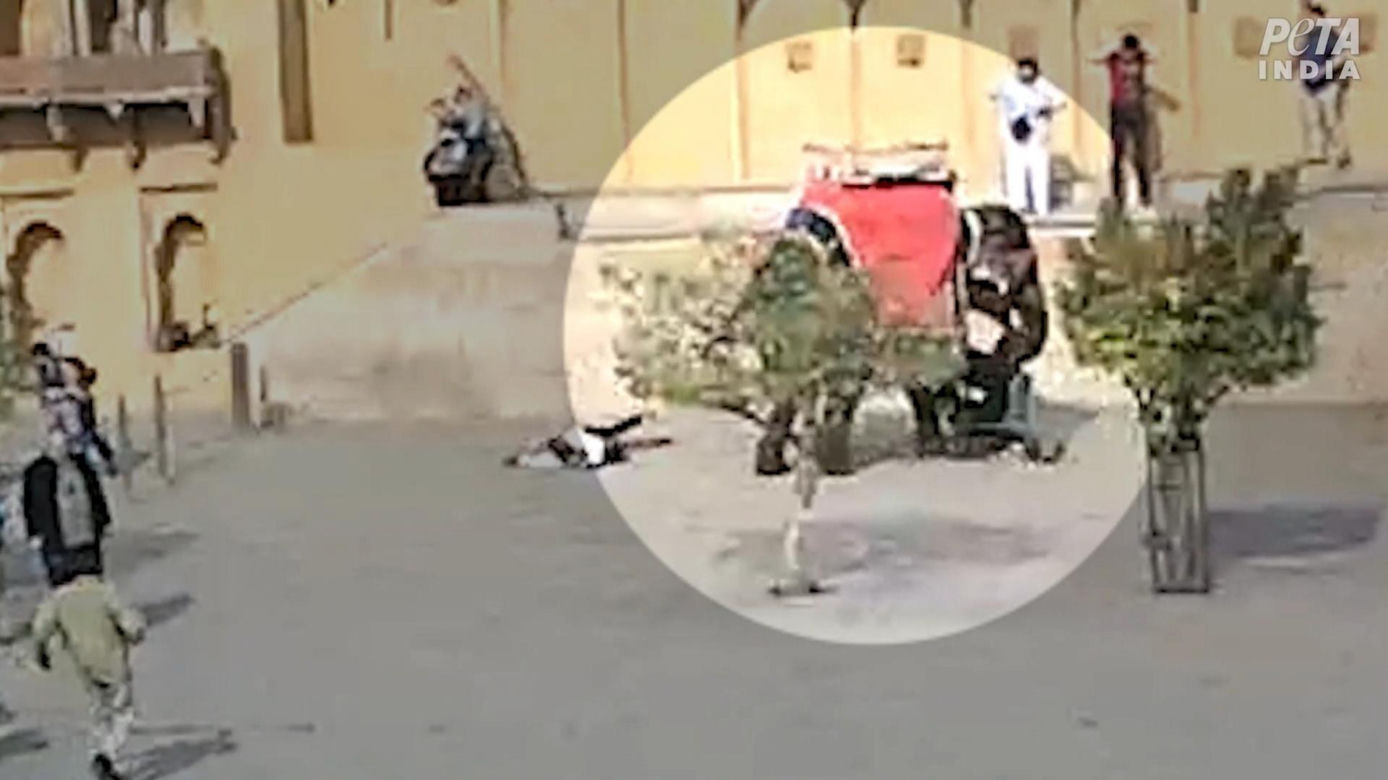 Słoń zmasakrował rosyjską turystkę! Wideo mrozi krew w żyłach