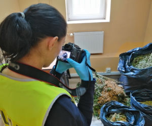 Plantacja trawki pod Otwockiem