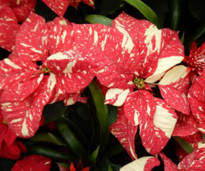 To nieodłączny symbol Bożego Narodzenia. Niewielu wie, że jest toksyczna