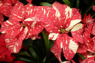 To nieodłączny symbol Bożego Narodzenia. Niewielu wie, że jest toksyczna