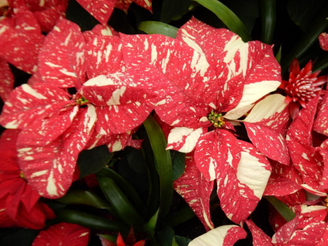 To nieodłączny symbol Bożego Narodzenia. Niewielu wie, że jest toksyczna