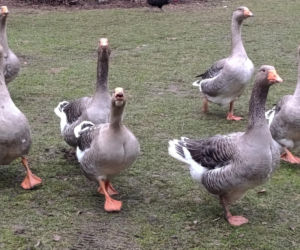 Półroczna Lusia udusiła się w paczce