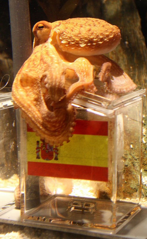 Ośmiornica Paul 2
