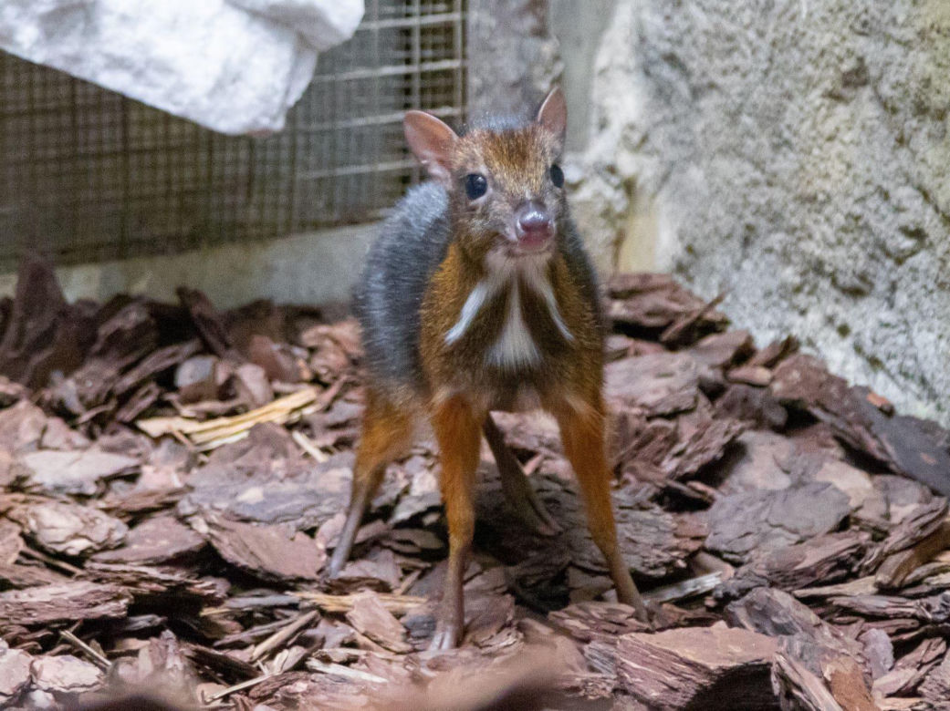 W Warszawskim ZOO urodził się myszojeleń