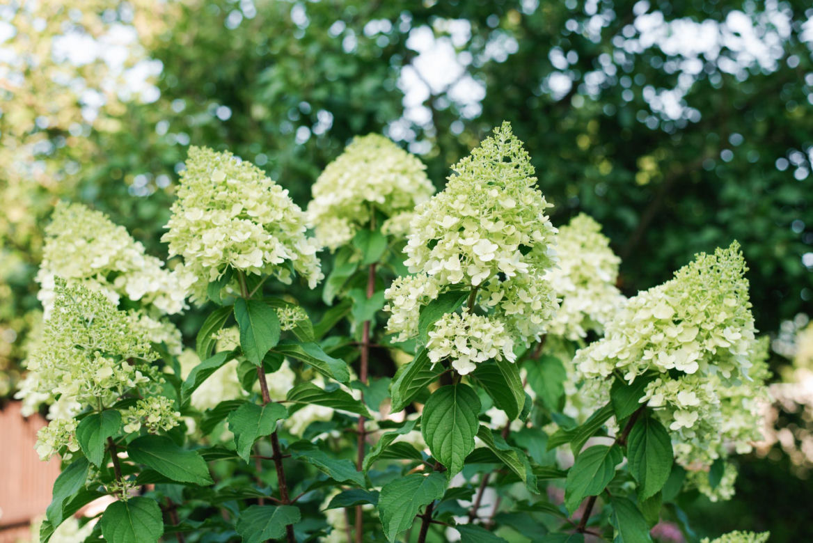 Hortensja bukietowa 'Polar Bear'