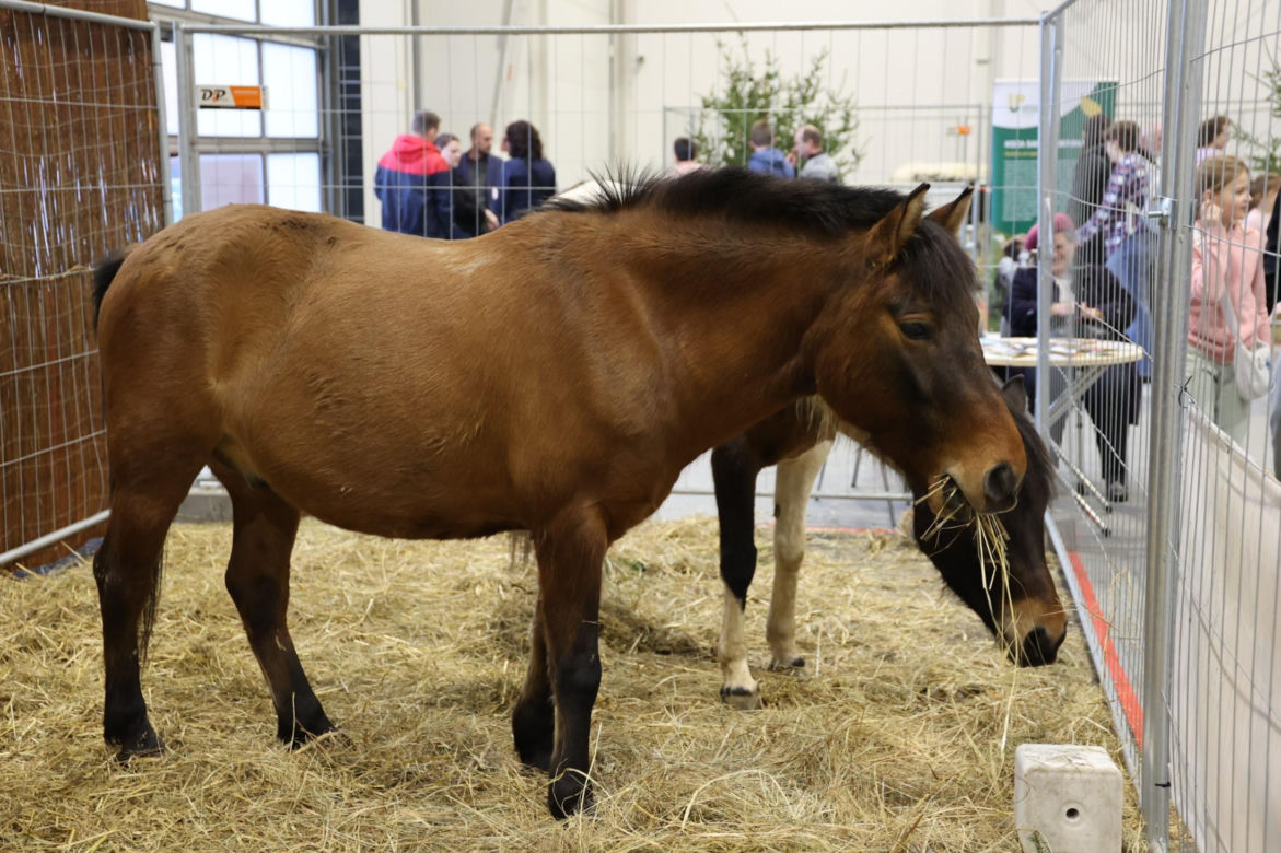Zoopark 2024 w Lublinie. Można podziwiać wiele gatunków zwierząt
