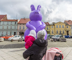 Zając Starego Browaru widziany w Grodzisku Wielkopolskim