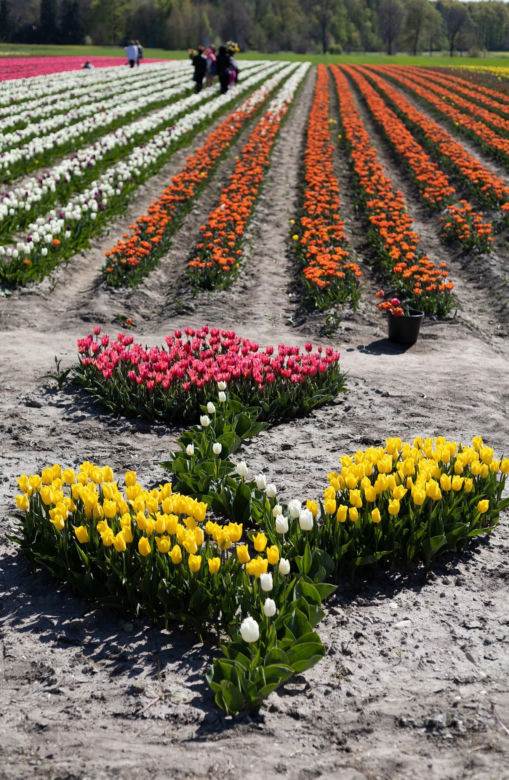 Tulipany w Świętokrzyskiem