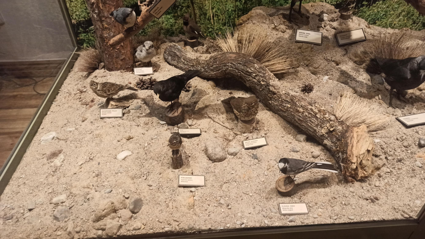 Muzeum Przyrody w Olsztynie. Poznajcie faunę oraz florę Warmii i Mazur
