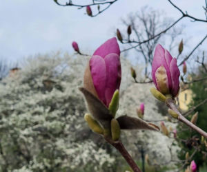 Szlak Kwitnących Magnolii