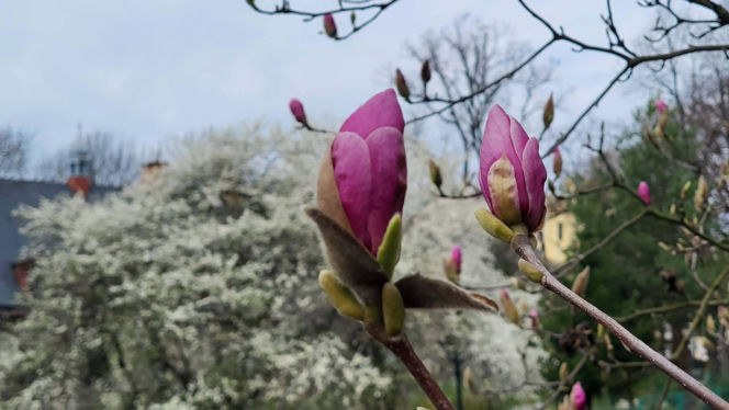 Szlak Kwitnących Magnolii
