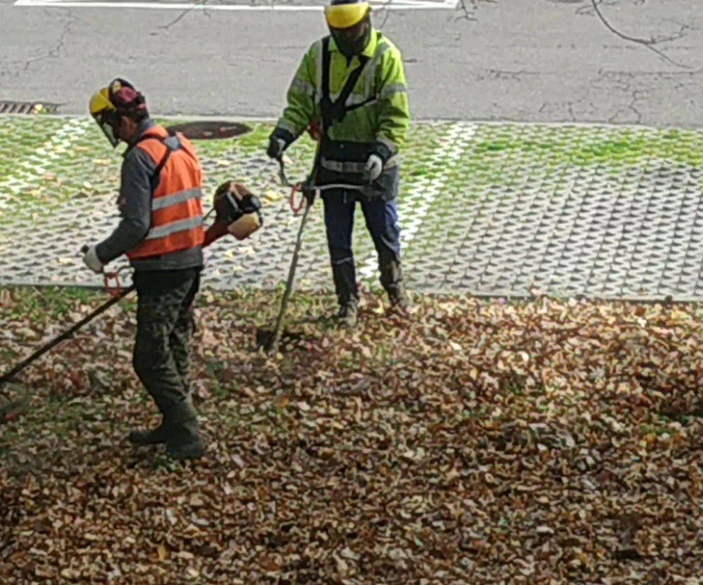 Mieszkaniec Katowic poprosił o uprzątnięcie suchych liści. Oto, co stało się potem. ZOBACZCIE [ZDJĘCIA I WIDEO]