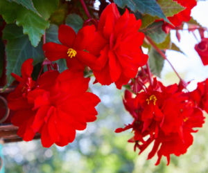 Begonia bulwiasta