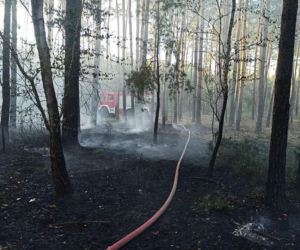 Ogromny pożar pod Grójcem! Spłonęło 80 hektarów lasu