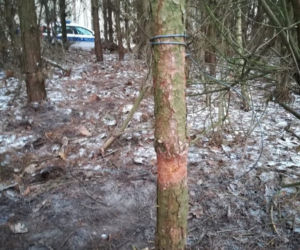 Myśliwi uwolnili sarnę, która wpadła w kłusownicze sidła
