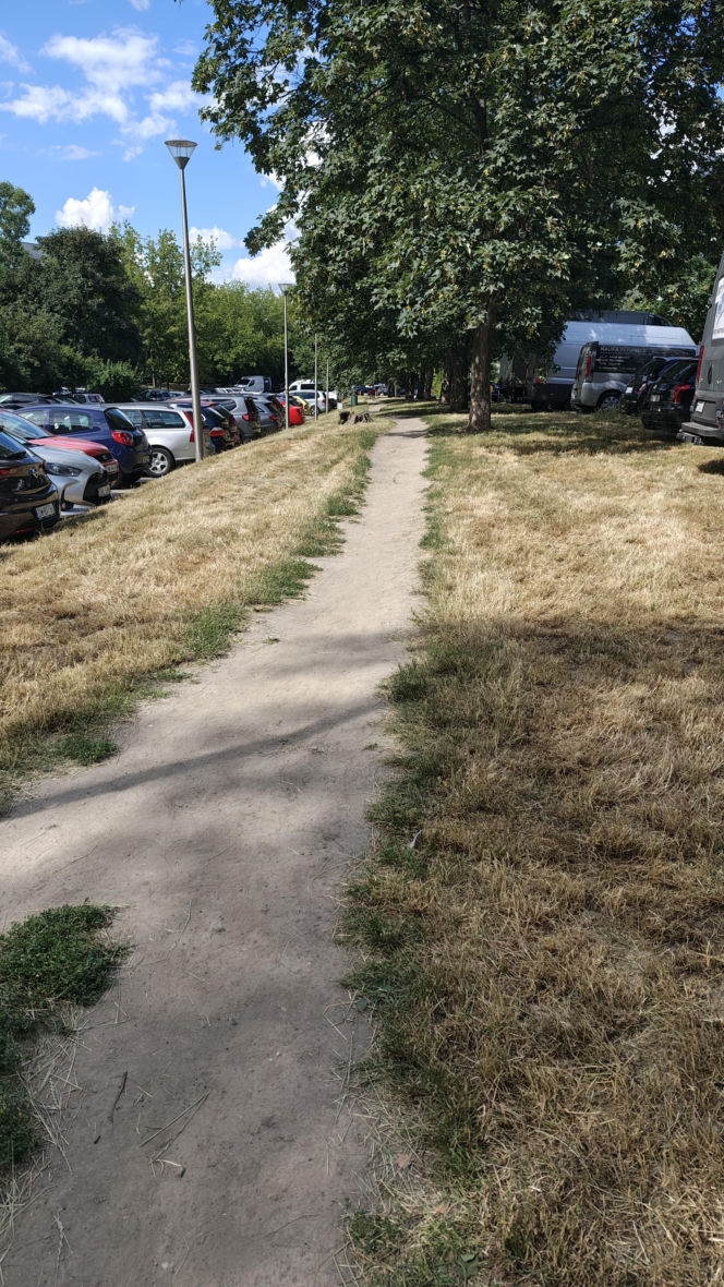 Wrocław jak pustynia! Przerażające widoki w parkach i na osiedlach