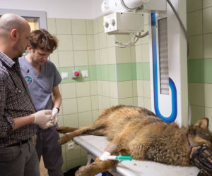 Podkarpackie. Wilk potrącony przez samochód [ZDJĘCIA]
