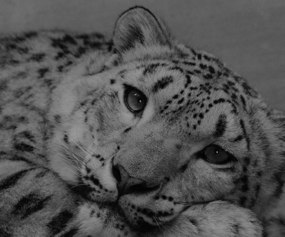 Pantera śnieżna z warszawskiego zoo zmarła na COVID-19! To prawdziwa tragedia