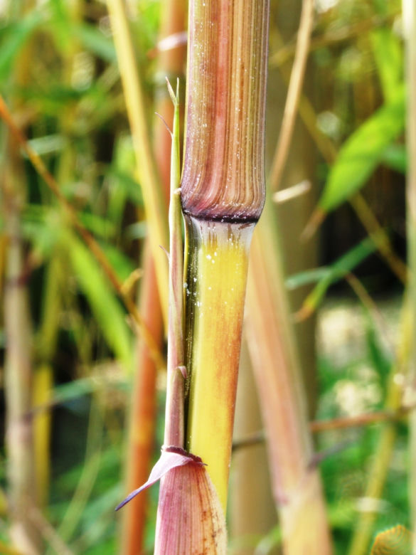 Fylostachys złotobruzdowy ‘Spectabilis’