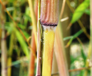 Fylostachys złotobruzdowy ‘Spectabilis’