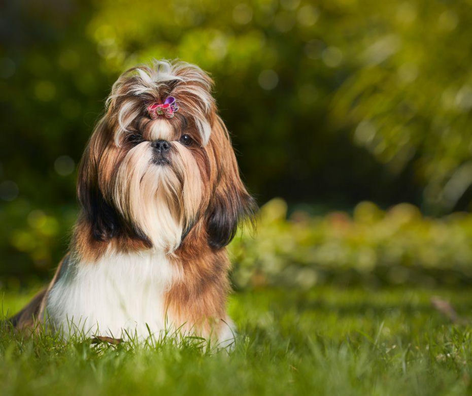 Shih tzu