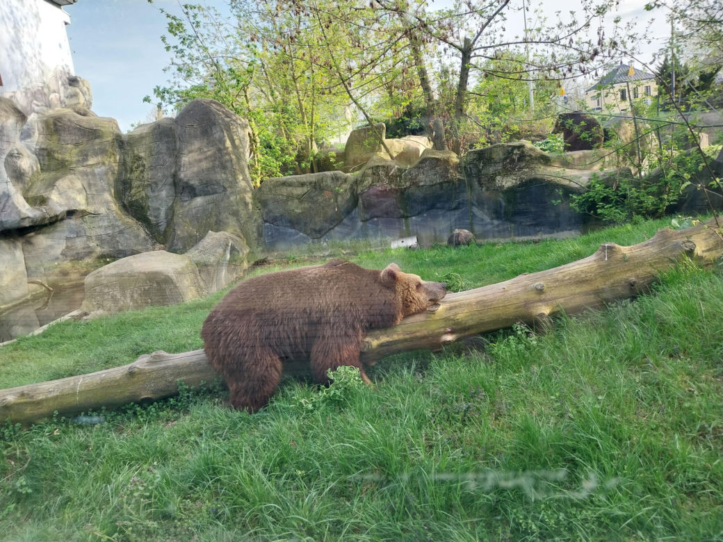 Wiosenny spacer w zamojskim zoo