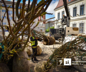 Nowe nasadzenia na Pl. Orła Białego