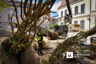 Nowe nasadzenia na Pl. Orła Białego
