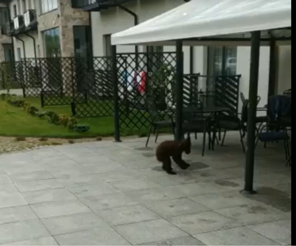 Niedźwiedź odwiedził hotel w Bieszczadach. Wyprawę udało się nagrać!