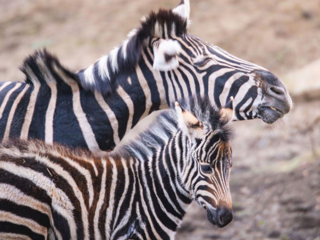 W ZOO Wrocław urodziła się nowa zebra