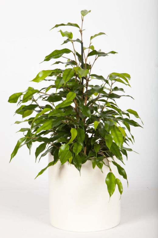 Fikus benjamina