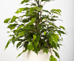 Fikus benjamina