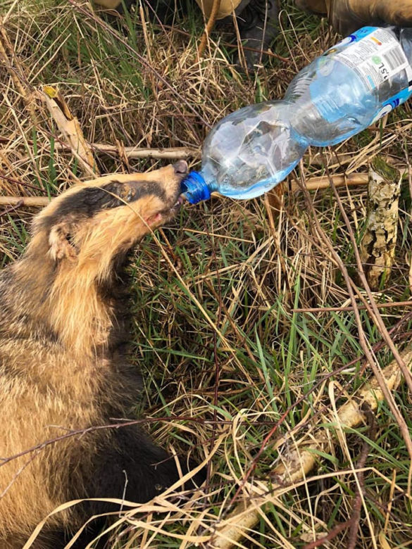 Borsuk wpadł do studzienki, uratowali go strażacy