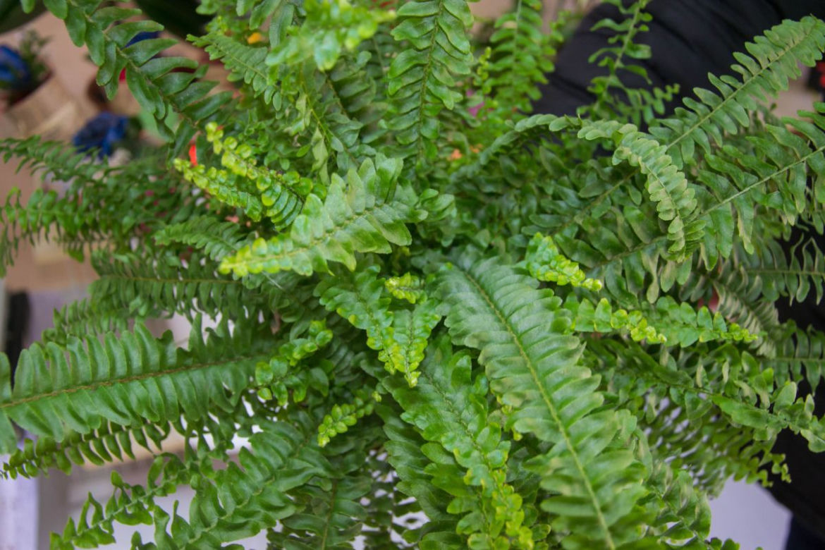 Nefrolepis