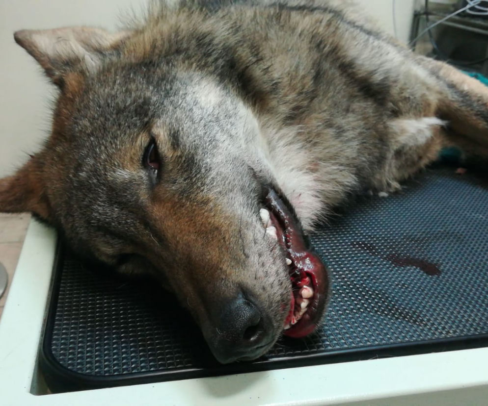 Wilk potrącony przez kierowcę ma nowy dom! Teraz zajmie się nim...Mysikrólik