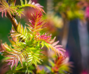 Te drzewa i krzewy wiosną wypuszczają liście jako pierwsze!