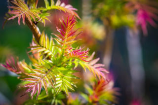 Zielona wiosna w ogrodzie zaczyna się od nich! Poznaj drzewa i krzewy, które zielenią się najszybciej