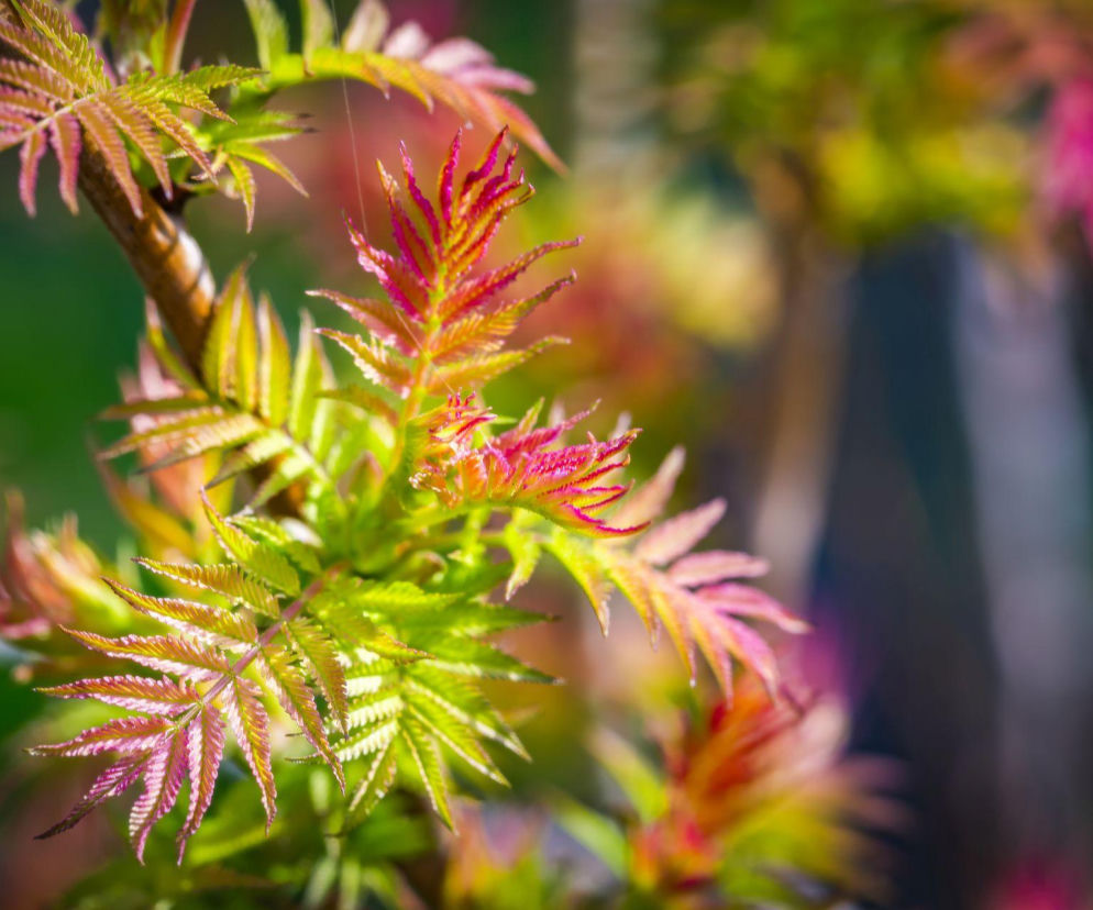 Te drzewa i krzewy wiosną wypuszczają liście jako pierwsze!
